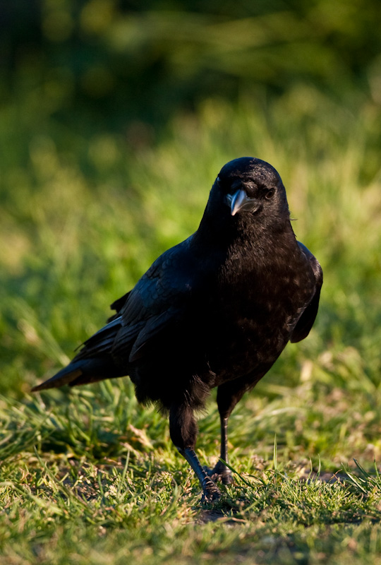 American Crow